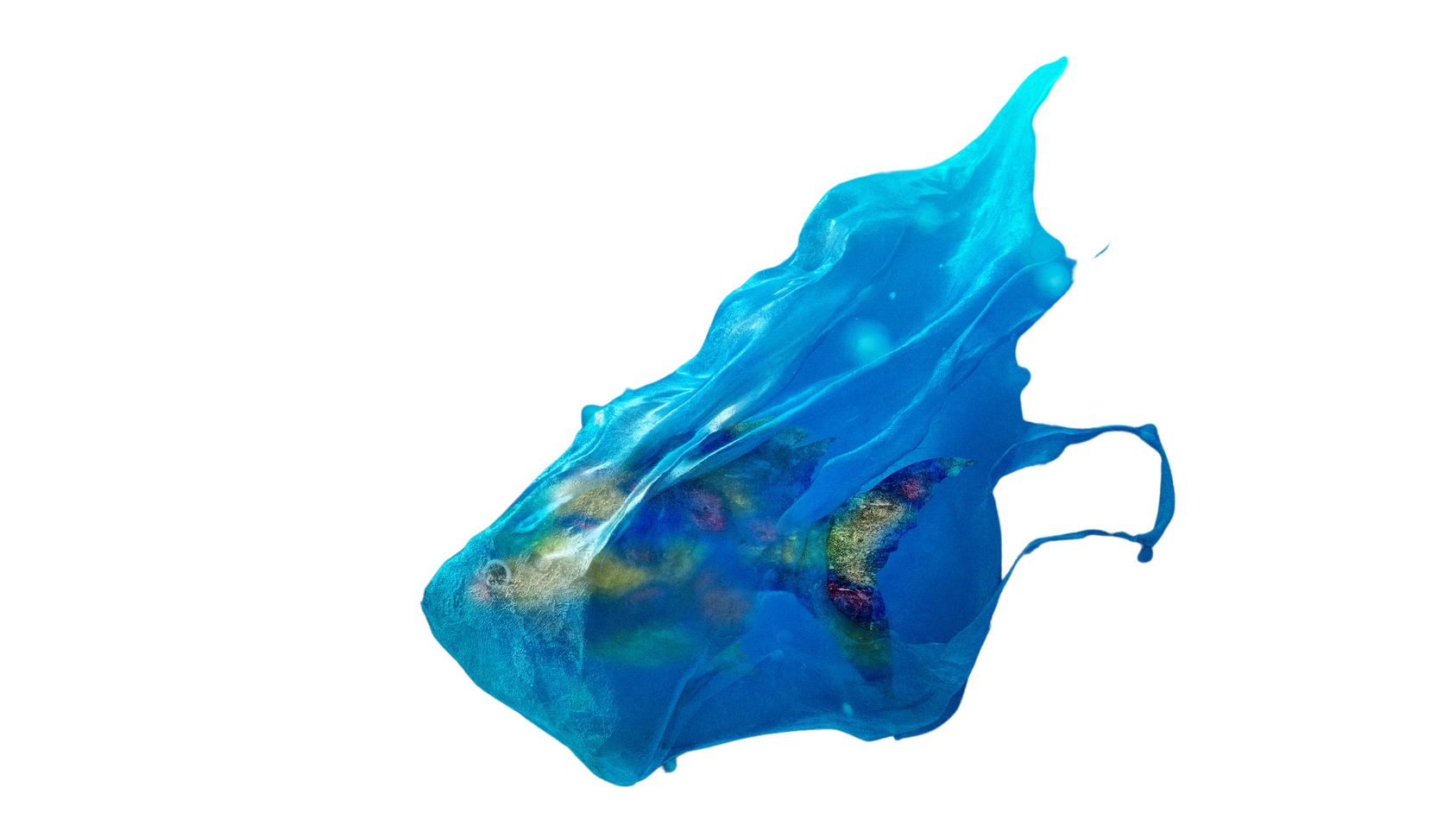 Fish in a plastic bag