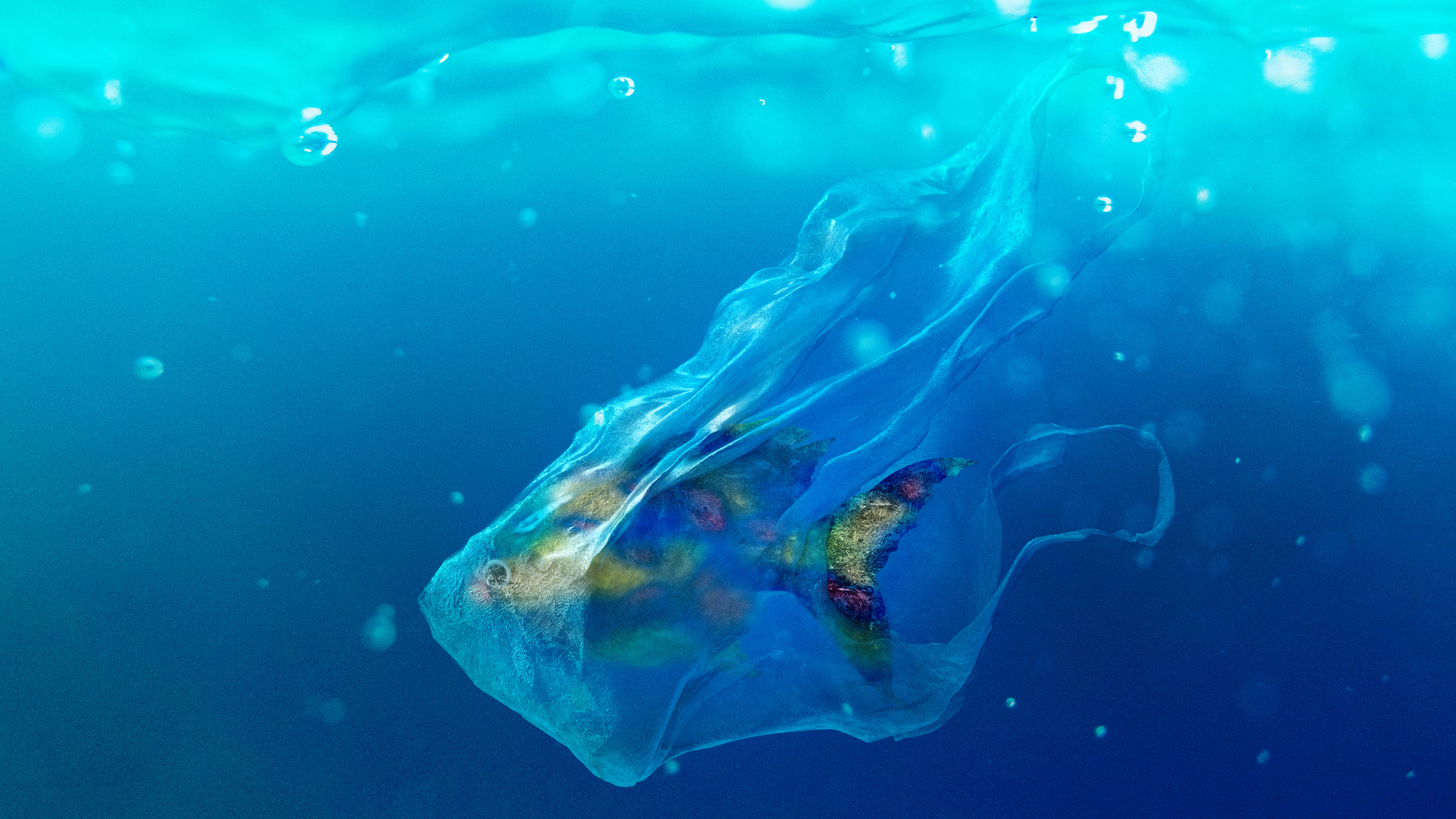 Fish in a plastic bag
