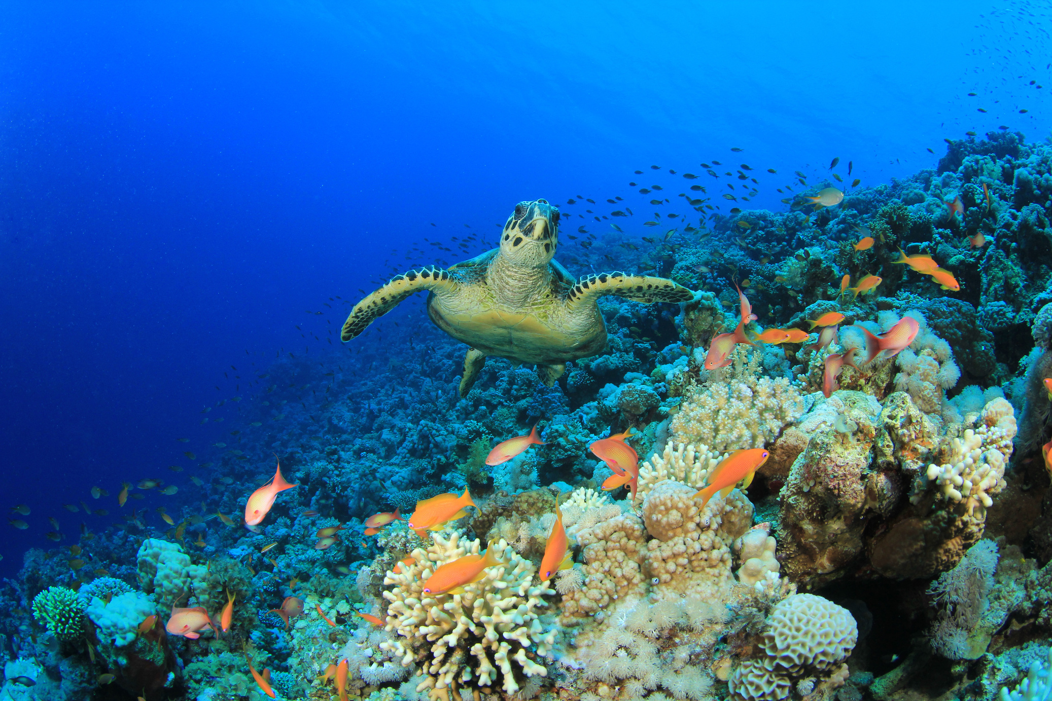 A sea turtle in a coral reef at the bottom of the sea